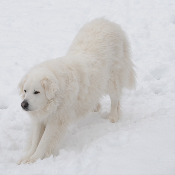 Meet your Posher, - Picture 9 of 16